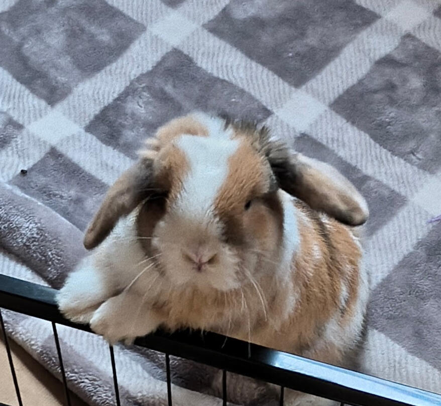 MINI REX AND HOLLAND LOP
